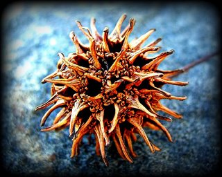 sweetgum seed